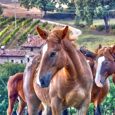 Сasa de vacaciones In San Vito In Monte Baccano